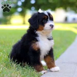 Indy, Mini Bernedoodle Puppy